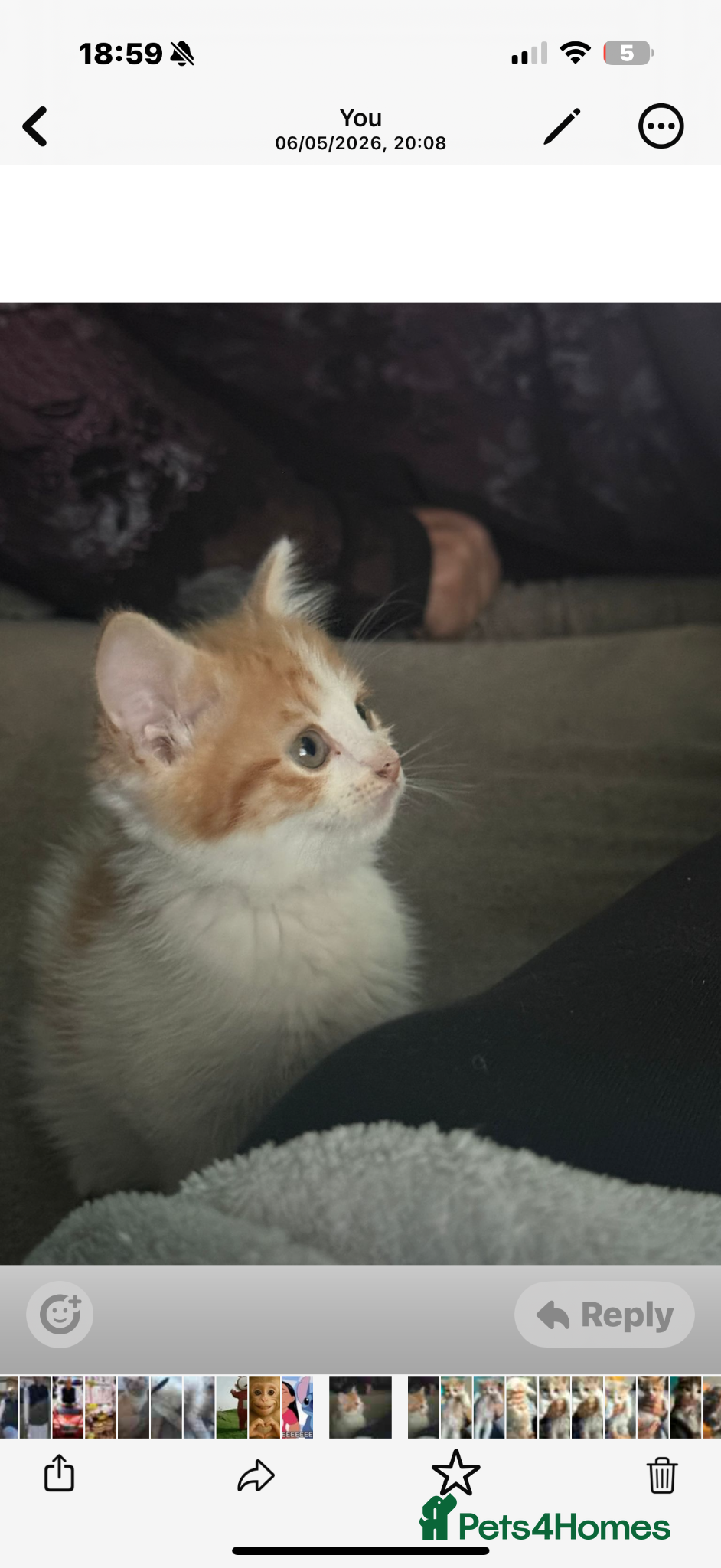 Mixed Breed cats for sale: Ragdoll x shorthair babies ready now! - Advert 18