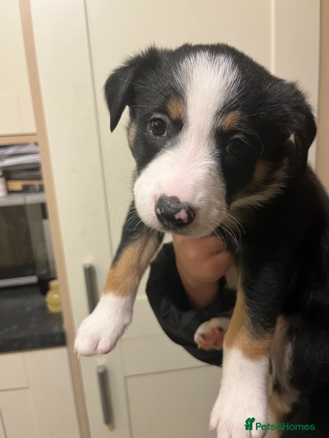 Border Collie dogs for sale: Border Collie puppies from working parents - Advert 3