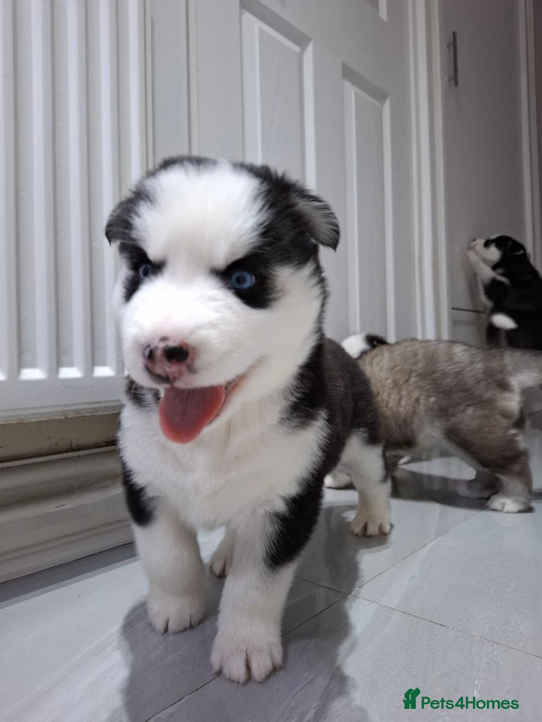 Siberian Husky dogs for sale: Siberian Huskies 1 Male 4 Female - Advert 32