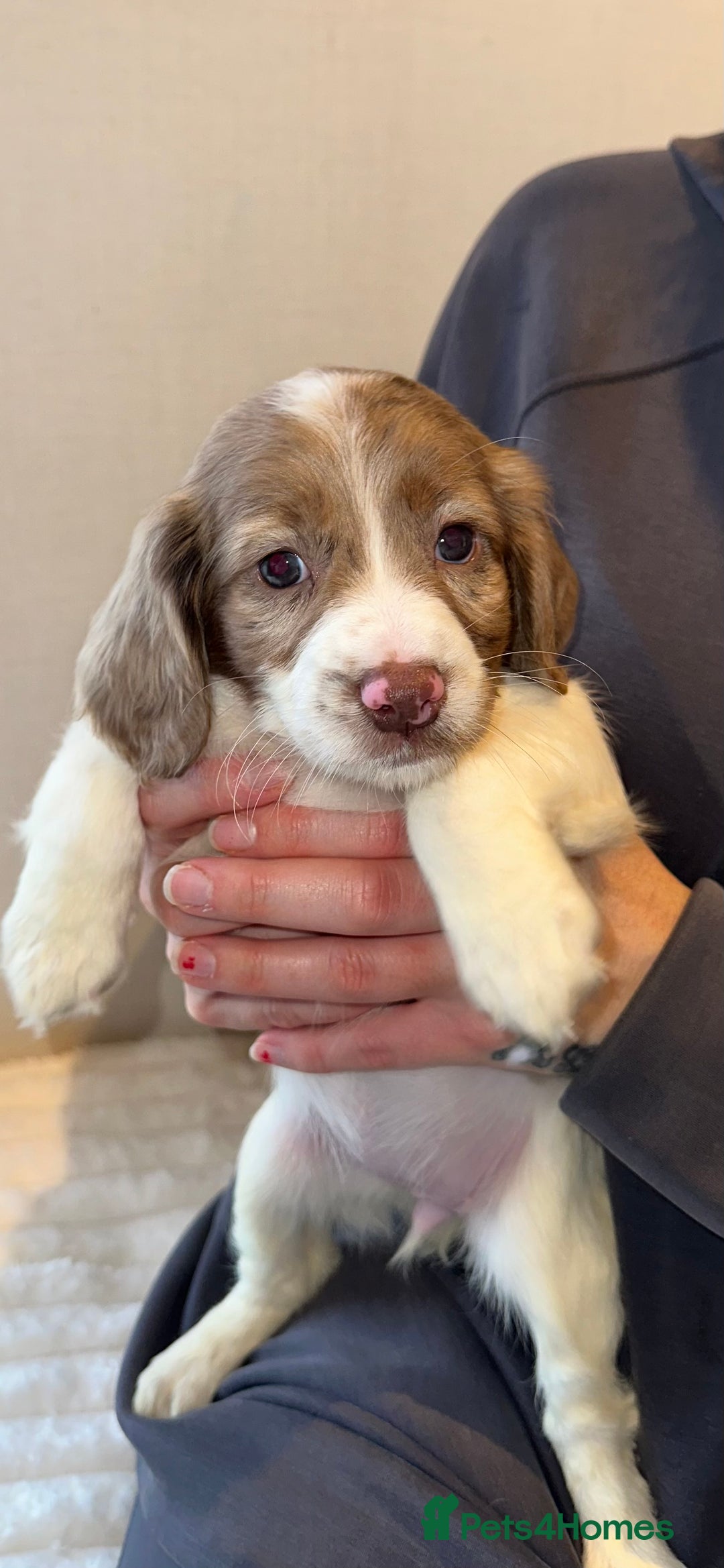Cocker Spaniel dogs for sale: 5 GORGEOUS COCKERS    - Image 8