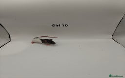 Rat rodents for sale: NOV: 18 Rats For Sale - Advert 16