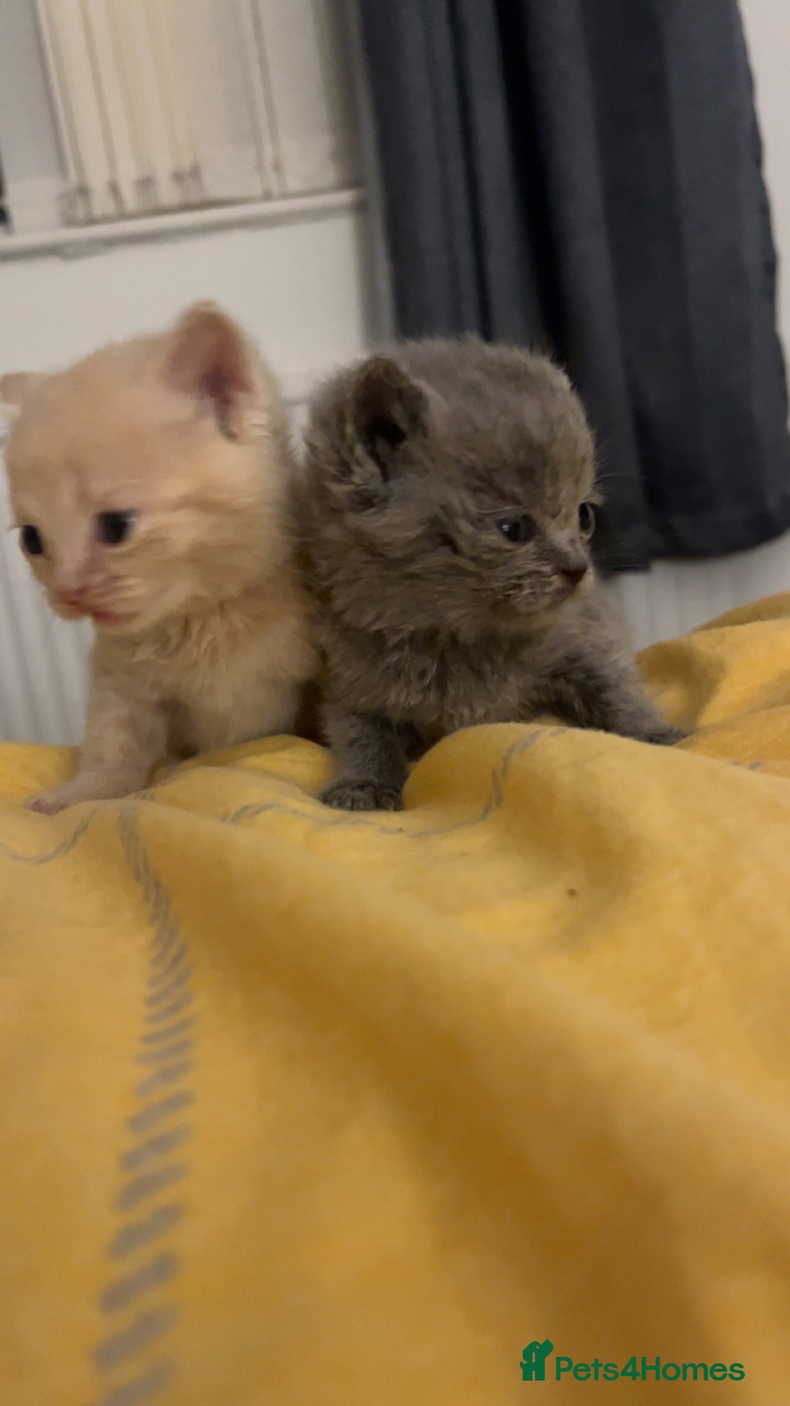 British Shorthair cats 2 male British short hair kittens  - Advert 2