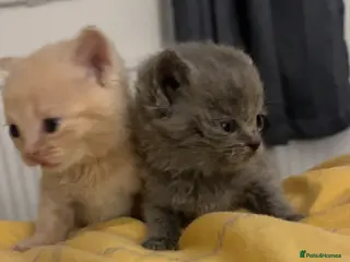British Shorthair cats 2 male British short hair kittens - Advert 2