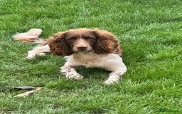 English Springer Spaniel dogs for stud: English springer spaniel to stud. - Image 9