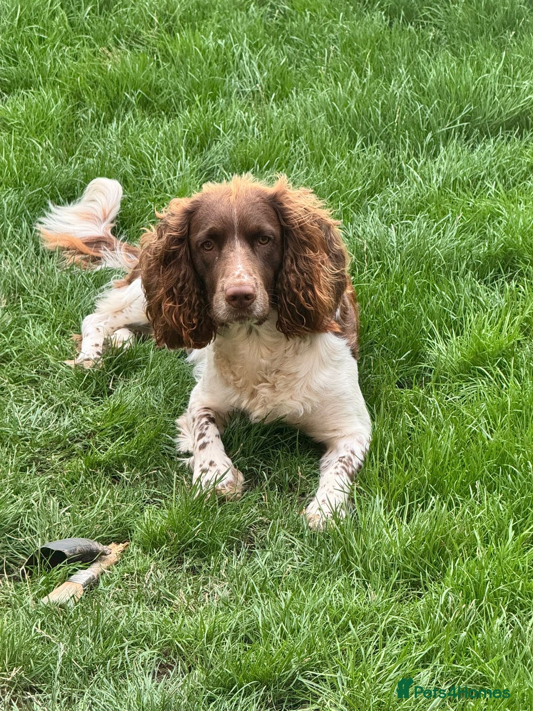 English Springer Spaniel dogs for stud: English springer spaniel to stud. - Image 9