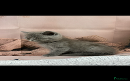 Exotic cats for sale: exotic  - Image 7