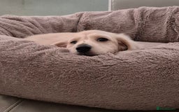 Miniature Dachshund dogs for sale: Miniature dachshunds Long haired cream KC reg  - Image 1