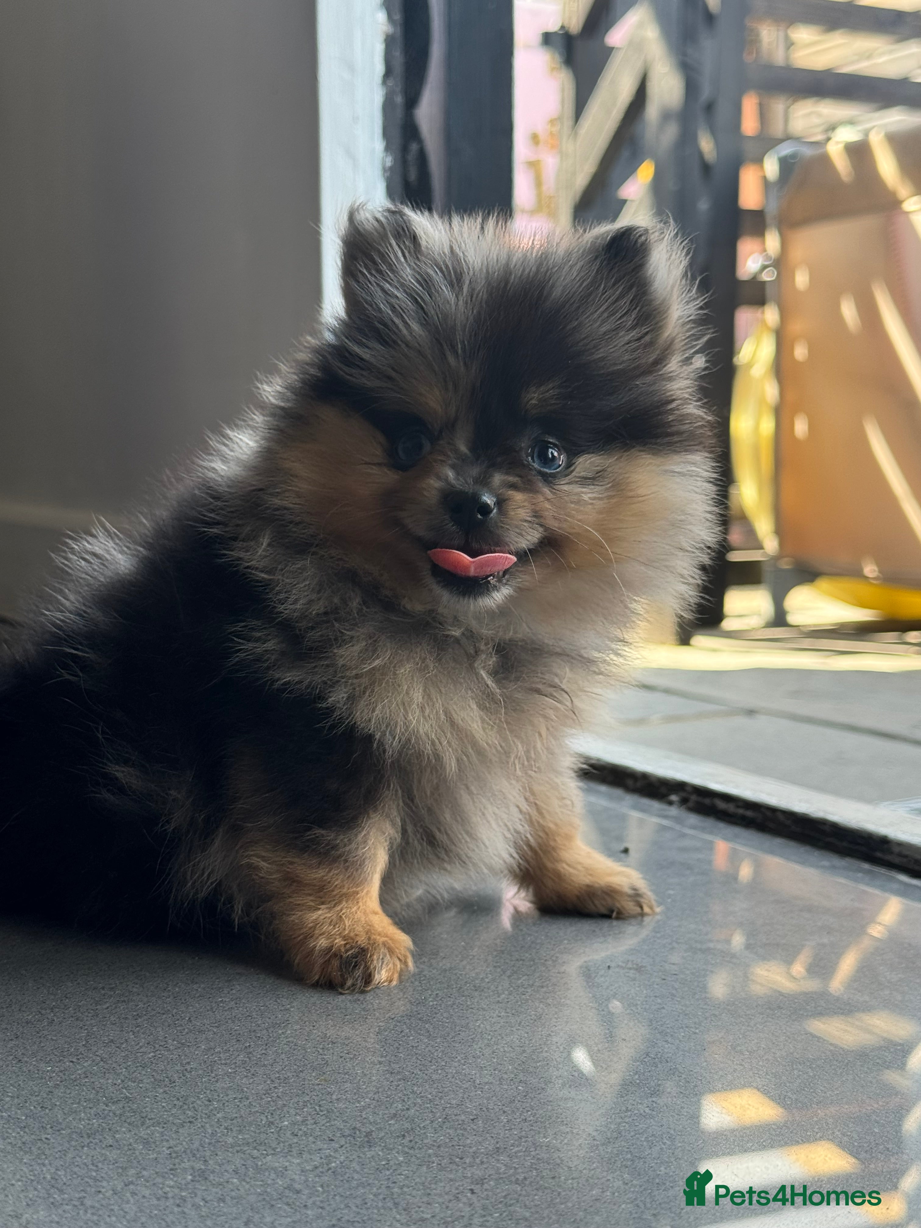 Pomeranian dogs Merle Pomeranians - Advert 17