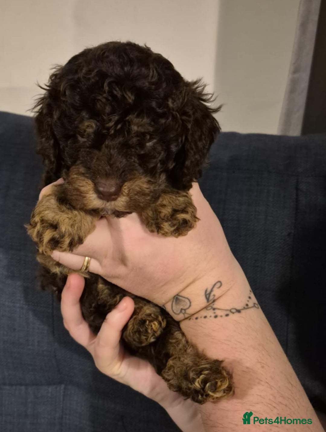 Cockapoo dogs for sale: Fantastic health tested F1b TOY COCKAPOOS - Advert 5