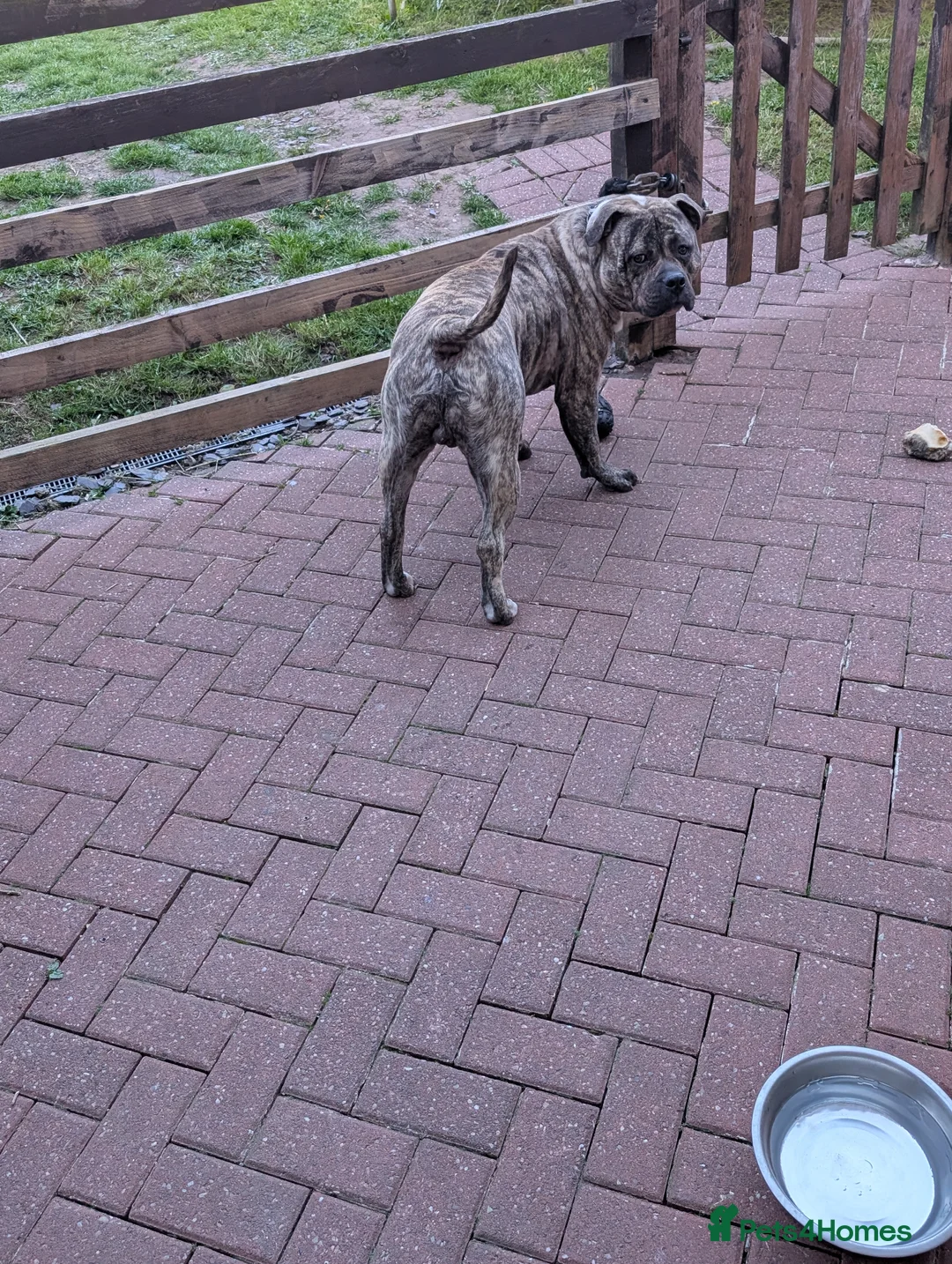Mixed Breed dogs for sale: Bull mastiff X  - Advert 2