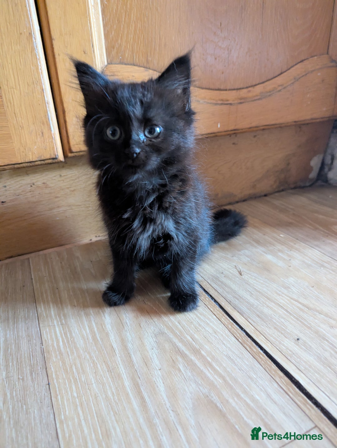 Bombay cats for sale: Beautiful kittens perfect for  **   ** s  - Advert 13