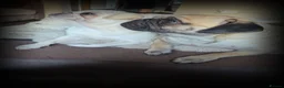 Pug dogs for sale: Pug puppies  - Advert 16