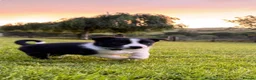 Border Collie dogs for sale: GORGEOUS BLACK AND WHITE BORDER COLLIE PUPPIES - Advert 4