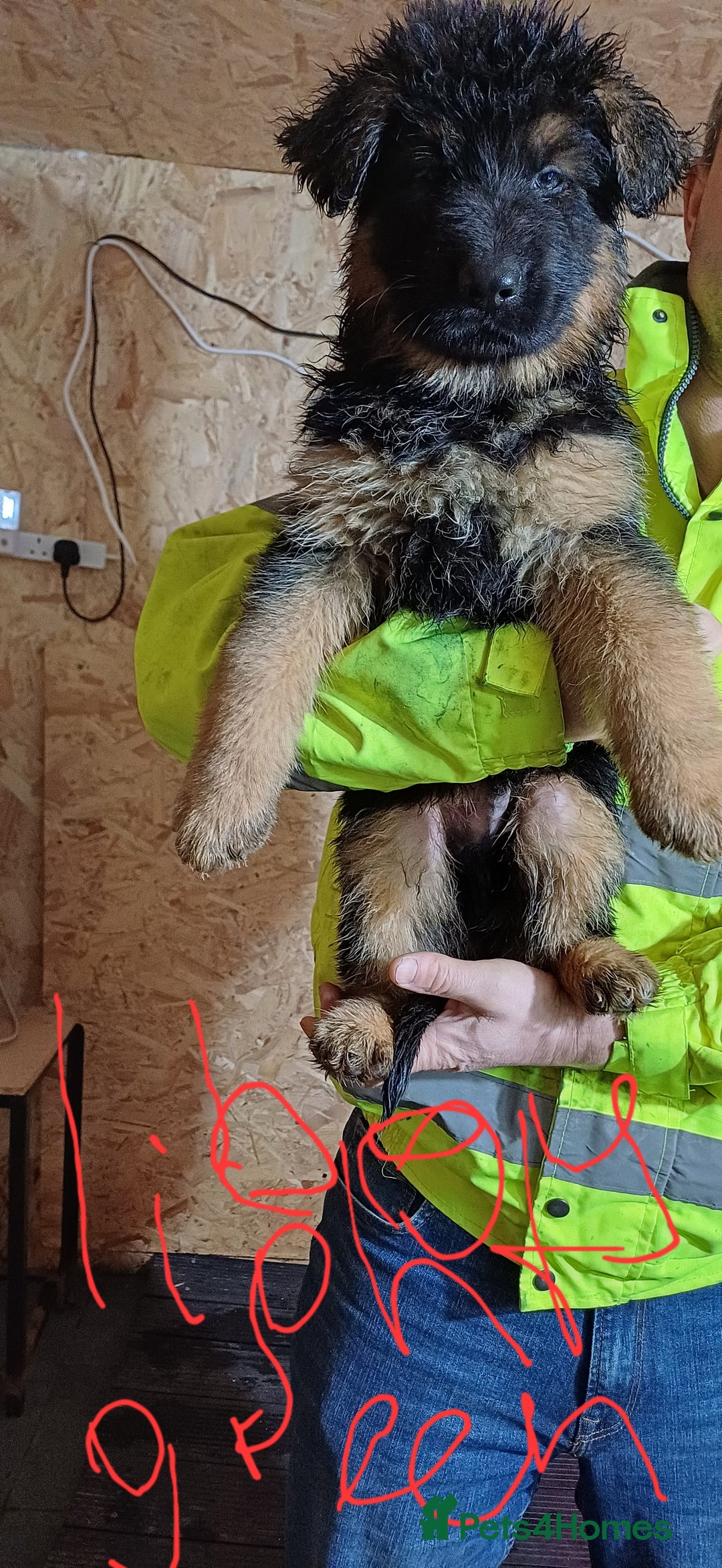 German Shepherd dogs for sale: Chunky German Sheperd puppies - Advert 2