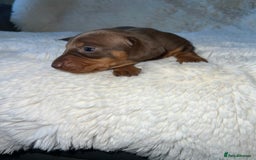 Miniature Dachshund dogs for sale: Miniature dachshund - Image 1