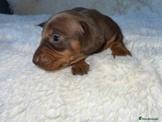 Miniature Dachshund dogs - Advert 9