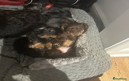 Miniature Dachshund dogs for sale: Miniature long-haired dachshund  - Image 11