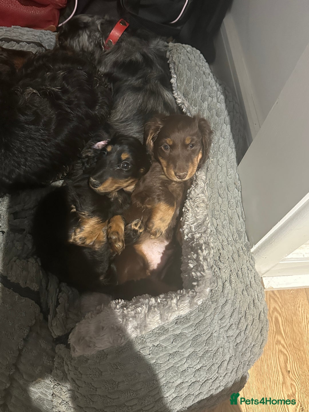 Miniature Dachshund dogs for sale: Miniature long-haired dachshund  - Image 11