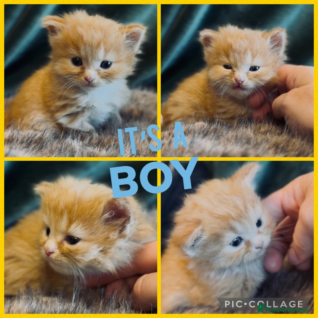 Ragdoll cats for sale: Ragdoll X Persian - Image 5
