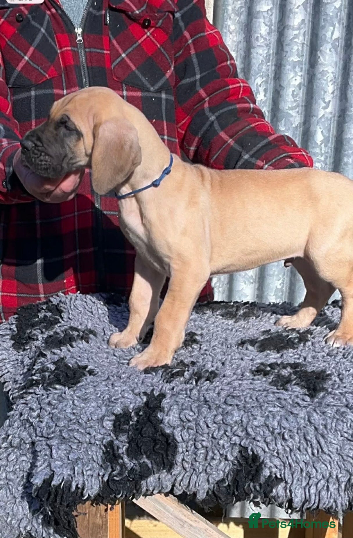 Great Dane dogs Primus Great Danes - Advert 1