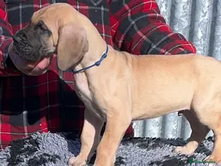 Great Dane dogs Primus Great Danes - Advert 5