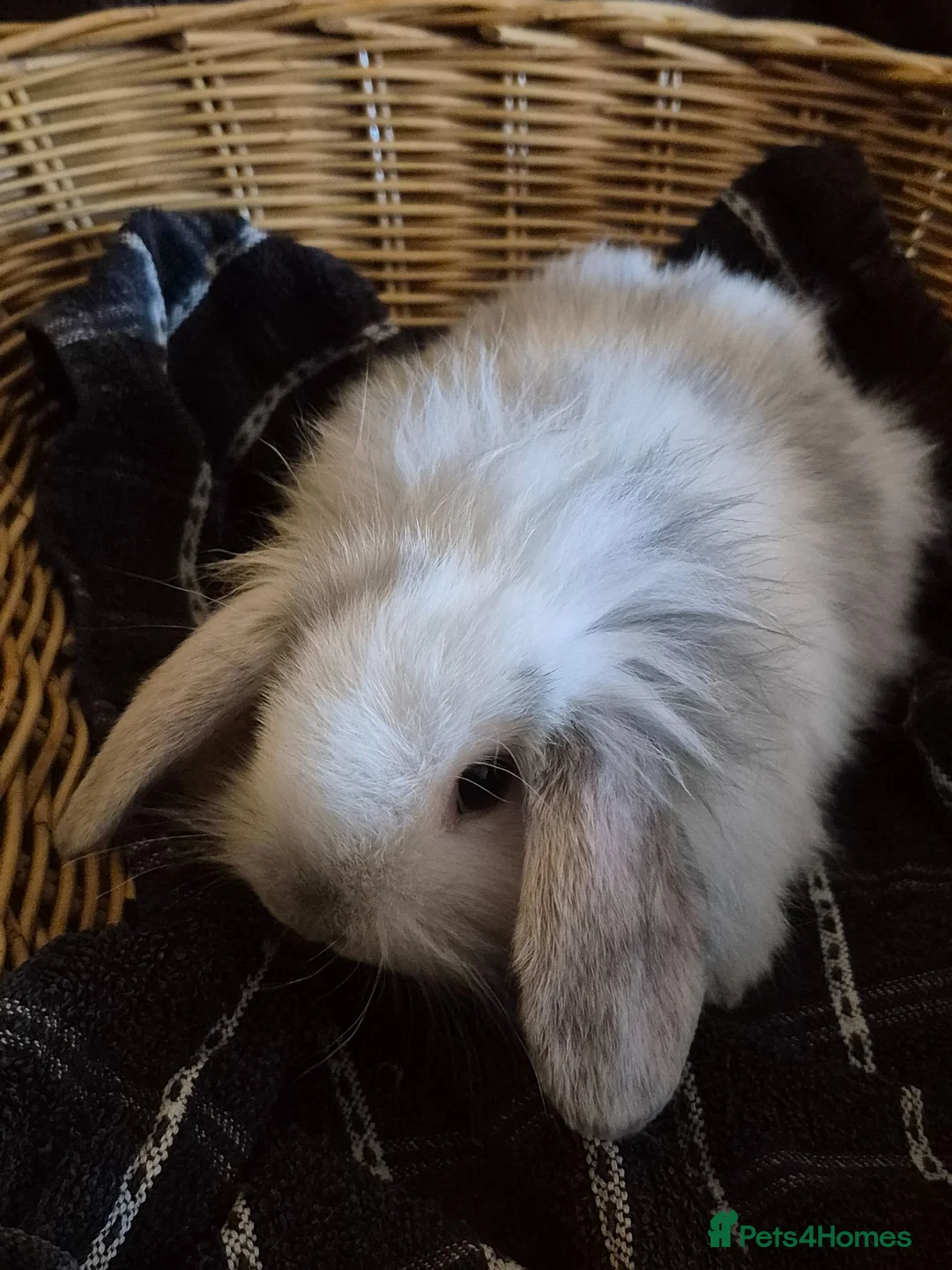 Mini Lop rabbits for sale: READY THIS WEEKEND! Baby Rabbits Boys & Girls - Advert 2