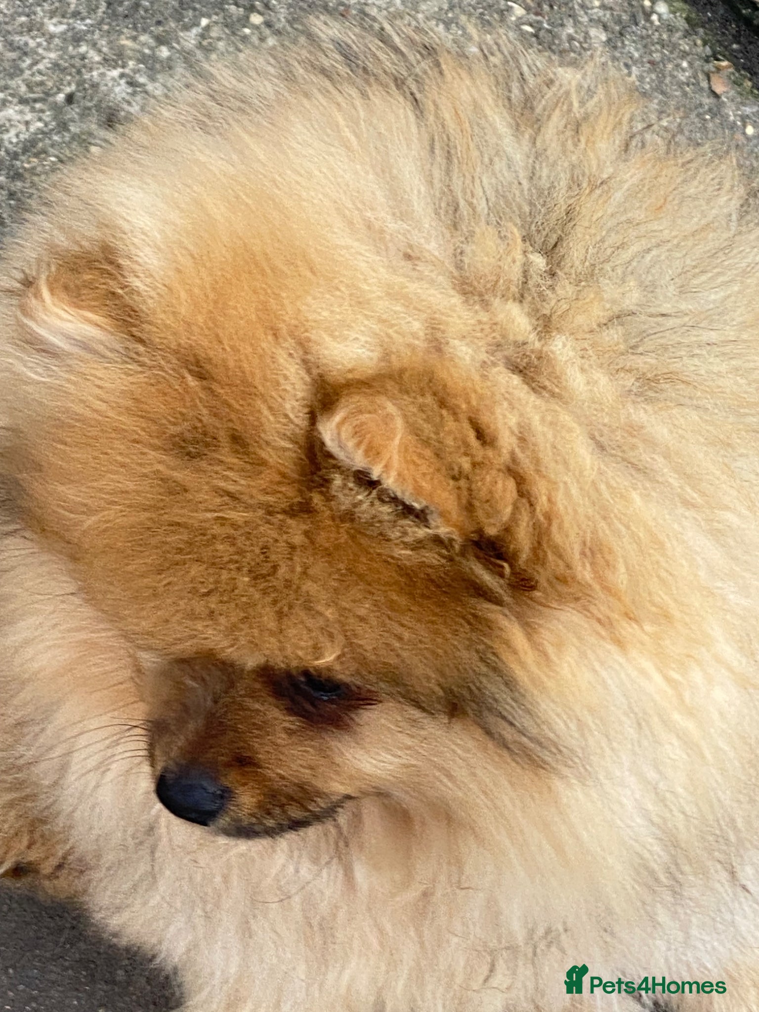 Pomeranian dogs Pomeranian puppies. - Advert 2