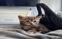 American Bobtail cats for sale: American bobtail / tortoise shell - Image 5