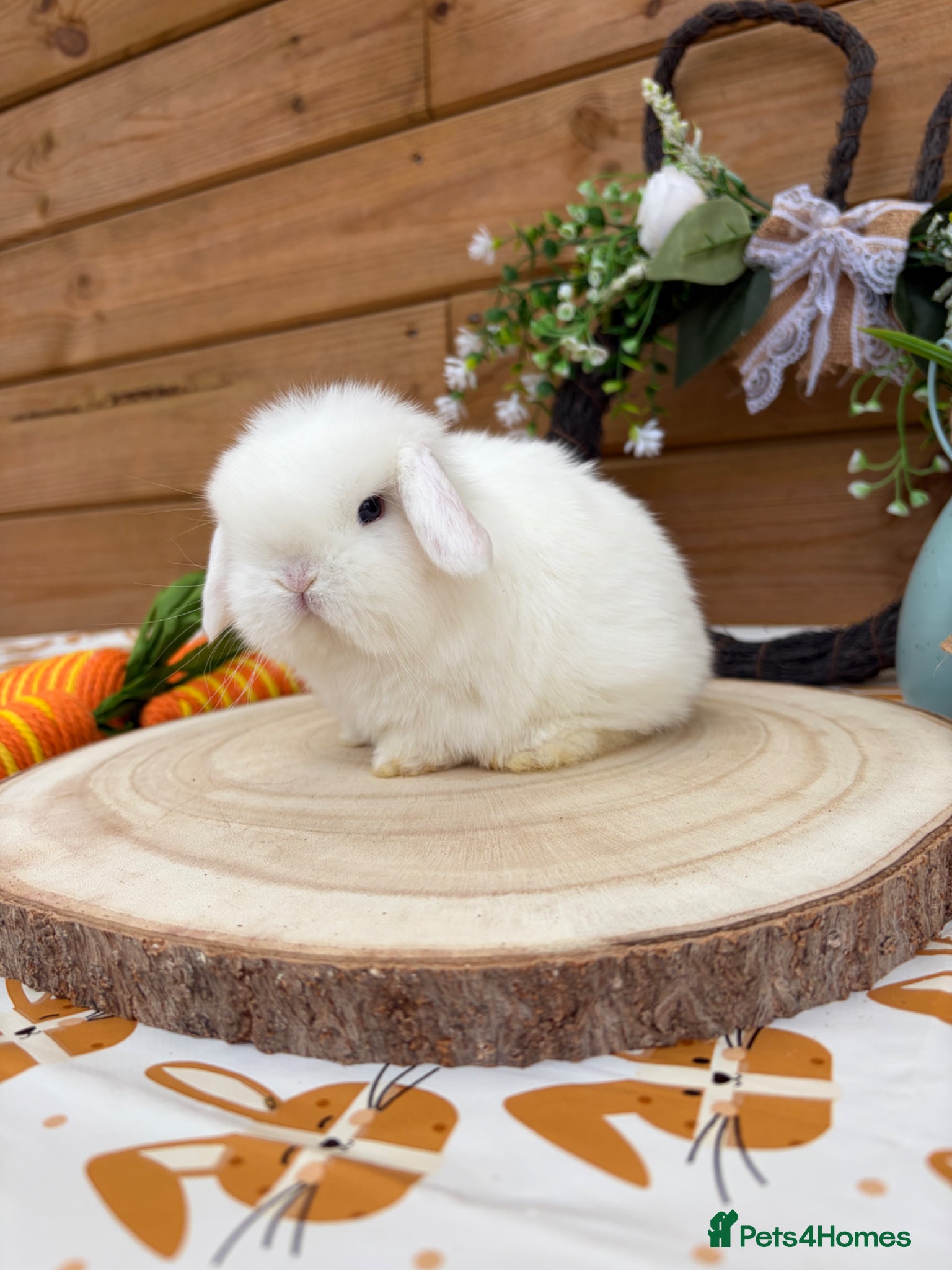 Mini Lop rabbits Well Socialised Mini Lop Babies  - Advert 2