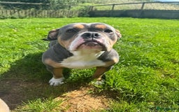 Bull Terrier dogs for adoption: Meet Merry & Pippin – A Bonded Pair  - Image 4