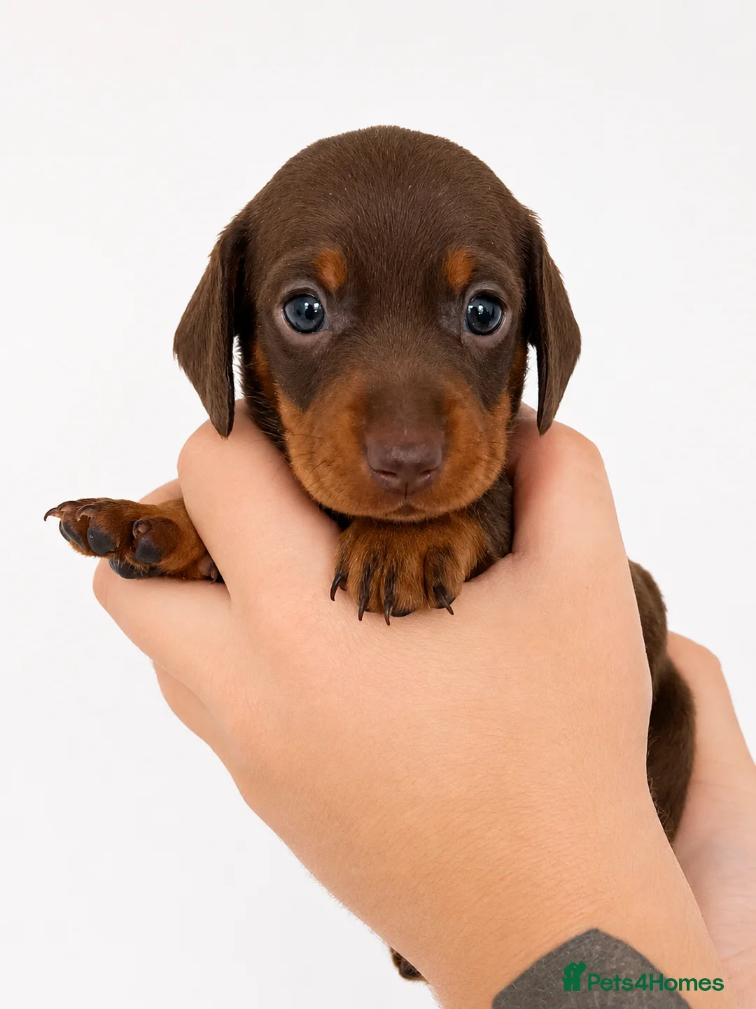 Miniature Dachshund dogs for sale: 🐾 Beautiful KC mini dachshund pups ready 25/07  - Advert 2