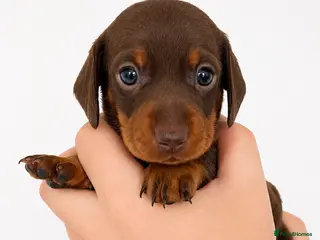 Miniature Dachshund dogs 🐾 Beautiful KC mini dachshund pups ready 25/07 - Advert 6
