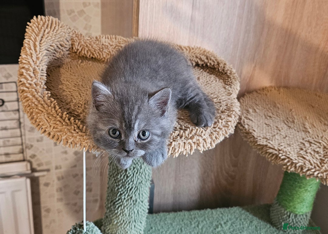 British Shorthair cats for sale: Pure british  shorthair  kittens  - Image 7
