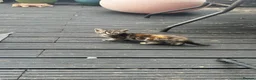 Mixed Breed cats for sale: Tabby & Tortoise Girl Kittens - Advert 4