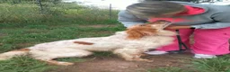 English Setter dogs for adoption: Vinnie in Worthing - Advert 3