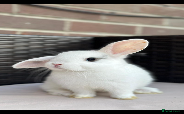 Mini Lop rabbits - Advert 2