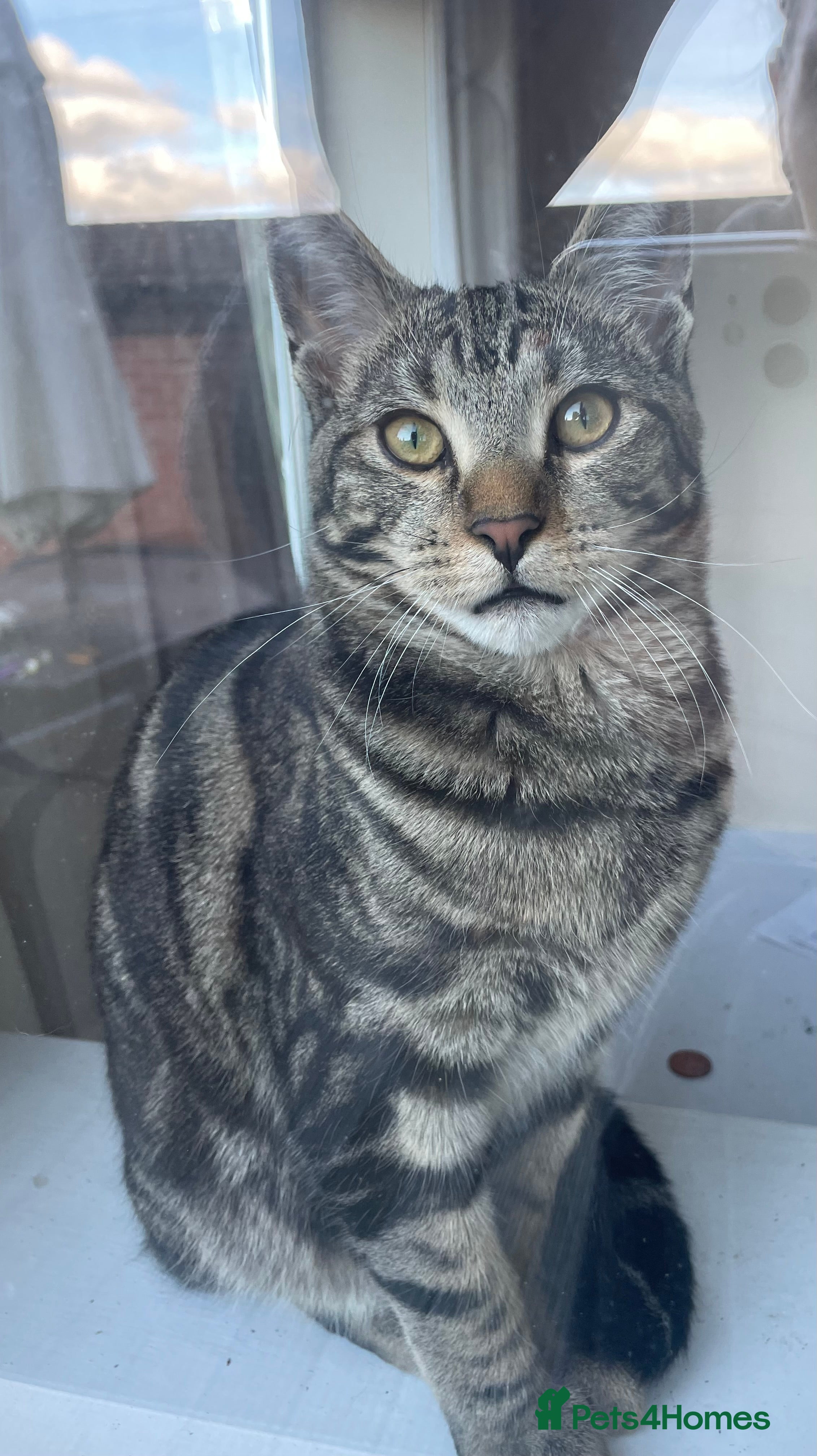 Mixed Breed cats Maine Coon X Russian Blue  - Advert 1