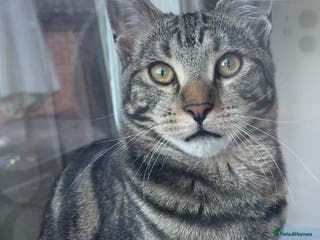 Mixed Breed cats Maine Coon X Russian Blue - Advert 9