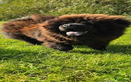 Chow Chow dogs for sale: Chocolate chow chow puppies  - Advert 1