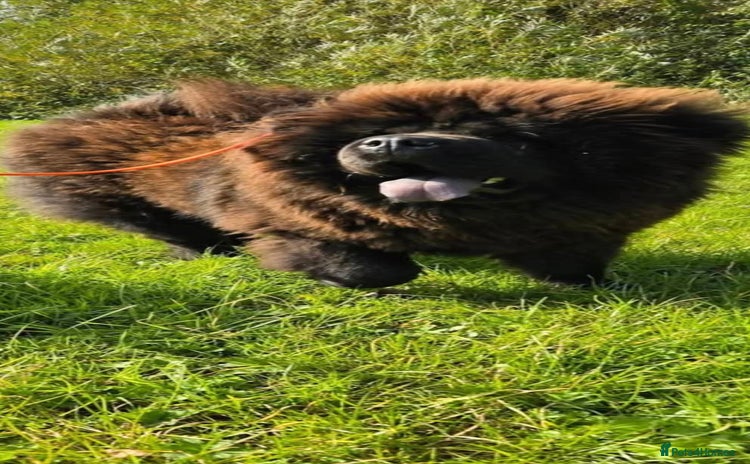 Chow Chow dogs Chocolate chow chow puppies  - Advert 1