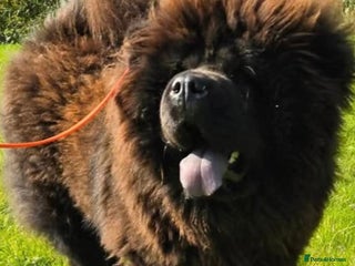 Chow Chow dogs Chocolate chow chow puppies - Advert 5