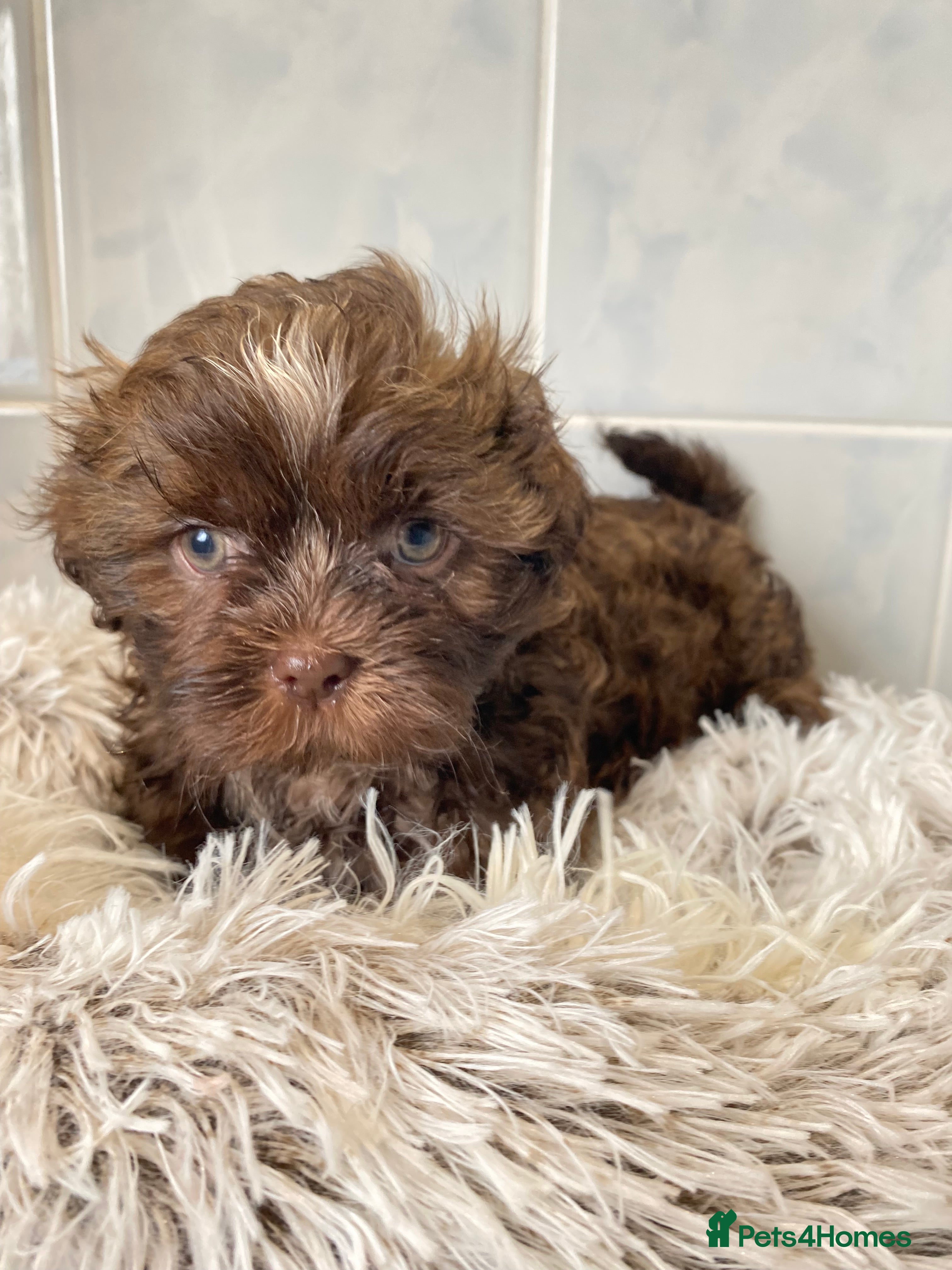 Shih Tzu dogs 💙3 shihtzu boys available now💙 - Advert 1