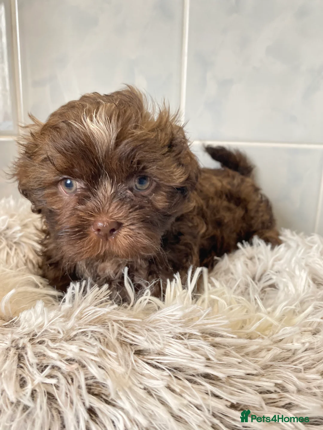 Shih Tzu dogs for sale: 💙3 shihtzu boys available now💙 - Advert 1