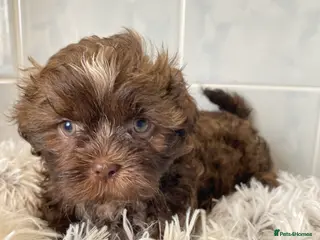 Shih Tzu dogs 💙3 shihtzu boys available now💙 - Advert 1