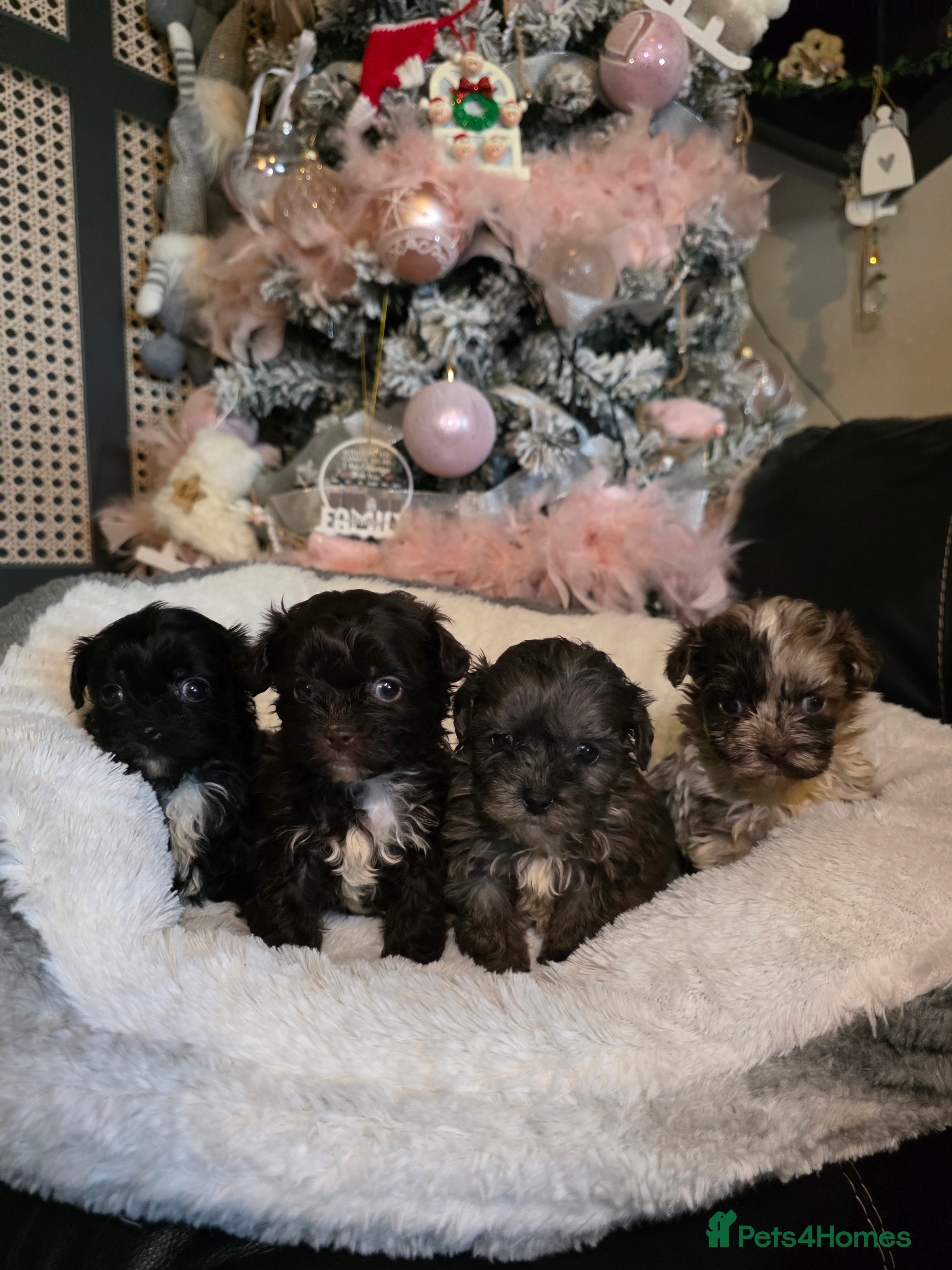 Shihpoo dogs Beautiful F1 shihpoo babies DNA clear. - Advert 5