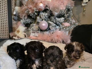 Shihpoo dogs Beautiful F1 shihpoo babies DNA clear. - Advert 5