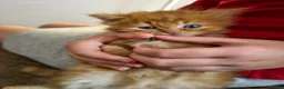 Persian cats for sale: Persian x maincoon x - Advert 7