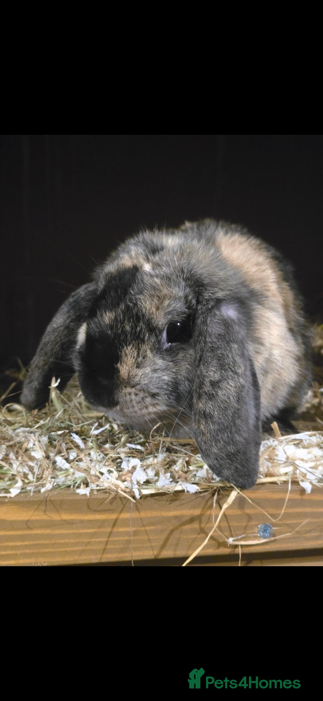 Mini Lop rabbits for sale: Black Harliquin Mini Lop Doe - Advert 3