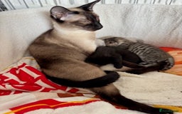 Oriental cats for sale: One Oriental Boy Left Looking for his forever home - Image 4