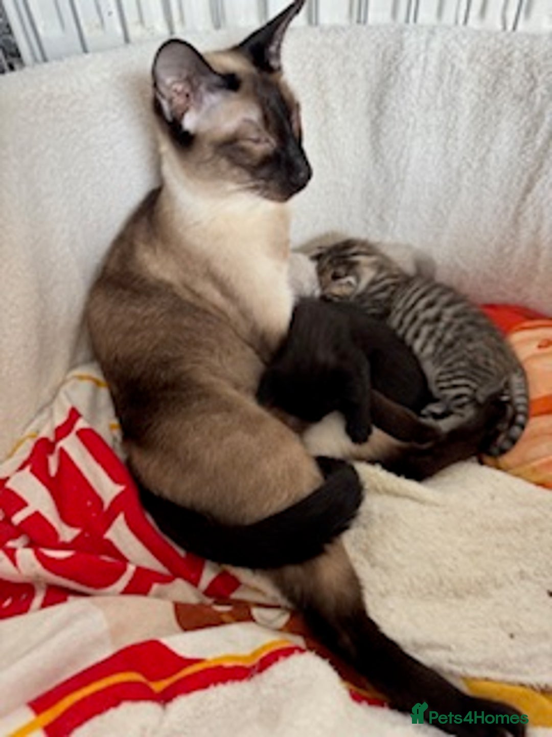 Oriental cats for sale: One Oriental Boy Left Looking for his forever home - Image 4